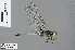  ( - RMNH.INS.503008)  @14 [ ] CreativeCommons - Attribution Non-Commercial Share-Alike (2013) Unspecified Naturalis Biodiversity Center