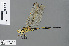  ( - RMNH.INS.503014)  @11 [ ] CreativeCommons - Attribution Non-Commercial Share-Alike (2013) Unspecified Naturalis Biodiversity Center