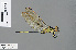  ( - RMNH.INS.503031)  @14 [ ] CreativeCommons - Attribution Non-Commercial Share-Alike (2013) Unspecified Naturalis Biodiversity Center