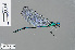  ( - RMNH.INS.503033)  @13 [ ] CreativeCommons - Attribution Non-Commercial Share-Alike (2013) Unspecified Naturalis Biodiversity Center