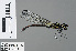  ( - RMNH.INS.503063)  @13 [ ] CreativeCommons - Attribution Non-Commercial Share-Alike (2013) Unspecified Naturalis Biodiversity Center