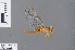  ( - RMNH.INS.503064)  @13 [ ] CreativeCommons - Attribution Non-Commercial Share-Alike (2013) Unspecified Naturalis Biodiversity Center