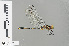  (Orthetrum sagitta - RMNH.INS.503103)  @13 [ ] CreativeCommons - Attribution Non-Commercial Share-Alike (2013) Unspecified Naturalis Biodiversity Center