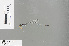  ( - RMNH.INS.503111)  @12 [ ] CreativeCommons - Attribution Non-Commercial Share-Alike (2013) Unspecified Naturalis Biodiversity Center