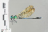  ( - RMNH.INS.503115)  @13 [ ] CreativeCommons - Attribution Non-Commercial Share-Alike (2013) Unspecified Naturalis Biodiversity Center