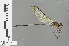  (Phaon iridipennis - RMNH.INS.503164)  @14 [ ] CreativeCommons - Attribution Non-Commercial Share-Alike (2013) Unspecified Naturalis Biodiversity Center