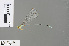  (Pseudagrion glaucescens - RMNH.INS.503170)  @12 [ ] CreativeCommons - Attribution Non-Commercial Share-Alike (2013) Unspecified Naturalis Biodiversity Center