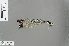  (Platysticta apicalis - RMNH.INS.503236)  @13 [ ] CreativeCommons - Attribution Non-Commercial Share-Alike (2013) Unspecified Naturalis Biodiversity Center