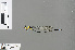  (Pseudagrion grilloti - RMNH.INS.503275)  @13 [ ] CreativeCommons - Attribution Non-Commercial Share-Alike (2013) Unspecified Naturalis Biodiversity Center