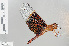  ( - RMNH.INS.503410)  @13 [ ] CreativeCommons - Attribution Non-Commercial Share-Alike (2013) Unspecified Naturalis Biodiversity Center