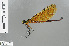  (Matronoides - RMNH.INS.503414)  @13 [ ] CreativeCommons - Attribution Non-Commercial Share-Alike (2013) Unspecified Naturalis Biodiversity Center