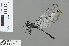  ( - RMNH.INS.503420)  @13 [ ] CreativeCommons - Attribution Non-Commercial Share-Alike (2013) Unspecified Naturalis Biodiversity Center
