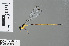  (Coeliccia kenyah - RMNH.INS.503458)  @14 [ ] CreativeCommons - Attribution Non-Commercial Share-Alike (2013) Unspecified Naturalis Biodiversity Center