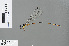  ( - RMNH.INS.503462)  @13 [ ] CreativeCommons - Attribution Non-Commercial Share-Alike (2013) Unspecified Naturalis Biodiversity Center