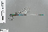  (Vestalis beryllae - RMNH.INS.503476)  @11 [ ] CreativeCommons - Attribution Non-Commercial Share-Alike (2013) Unspecified Naturalis Biodiversity Center
