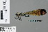  ( - RMNH.INS.503502)  @12 [ ] CreativeCommons - Attribution Non-Commercial Share-Alike (2013) Unspecified Naturalis Biodiversity Center