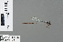  ( - RMNH.INS.503510)  @13 [ ] CreativeCommons - Attribution Non-Commercial Share-Alike (2013) Unspecified Naturalis Biodiversity Center