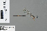  ( - RMNH.INS.503511)  @13 [ ] CreativeCommons - Attribution Non-Commercial Share-Alike (2013) Unspecified Naturalis Biodiversity Center