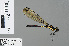  ( - RMNH.INS.503517)  @11 [ ] CreativeCommons - Attribution Non-Commercial Share-Alike (2013) Unspecified Naturalis Biodiversity Center