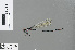  ( - RMNH.INS.503519)  @13 [ ] CreativeCommons - Attribution Non-Commercial Share-Alike (2013) Unspecified Naturalis Biodiversity Center