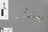  (Coeliccia new_b - RMNH.INS.503574)  @12 [ ] CreativeCommons - Attribution Non-Commercial Share-Alike (2013) Unspecified Naturalis Biodiversity Center