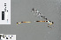  (Coeliccia new_sp_(peatswamp - RMNH.INS.503575)  @12 [ ] CreativeCommons - Attribution Non-Commercial Share-Alike (2013) Unspecified Naturalis Biodiversity Center