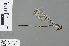  ( - RMNH.INS.503599)  @13 [ ] CreativeCommons - Attribution Non-Commercial Share-Alike (2013) Unspecified Naturalis Biodiversity Center