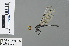  ( - RMNH.INS.503601)  @12 [ ] CreativeCommons - Attribution Non-Commercial Share-Alike (2013) Unspecified Naturalis Biodiversity Center