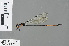  (Pseudagrion perfuscatum - RMNH.INS.503620)  @14 [ ] CreativeCommons - Attribution Non-Commercial Share-Alike (2013) Unspecified Naturalis Biodiversity Center