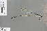  (Coeliccia loogali - RMNH.INS.503639)  @12 [ ] CreativeCommons - Attribution Non-Commercial Share-Alike (2013) Unspecified Naturalis Biodiversity Center