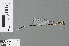  ( - RMNH.INS.503642)  @12 [ ] CreativeCommons - Attribution Non-Commercial Share-Alike (2013) Unspecified Naturalis Biodiversity Center