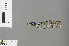  ( - RMNH.INS.503663)  @11 [ ] CreativeCommons - Attribution Non-Commercial Share-Alike (2013) Unspecified Naturalis Biodiversity Center