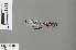  (Podolestes buwaldai - RMNH.INS.503667)  @13 [ ] CreativeCommons - Attribution Non-Commercial Share-Alike (2013) Unspecified Naturalis Biodiversity Center