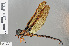  (Linaeschna - RMNH.INS.503670)  @13 [ ] CreativeCommons - Attribution Non-Commercial Share-Alike (2013) Unspecified Naturalis Biodiversity Center