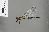  ( - RMNH.INS.503842)  @13 [ ] CreativeCommons - Attribution Non-Commercial Share-Alike (2013) Unspecified Naturalis Biodiversity Center