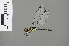  (Tetrathemis new_sp - RMNH.INS.503843)  @13 [ ] CreativeCommons - Attribution Non-Commercial Share-Alike (2013) Unspecified Naturalis Biodiversity Center