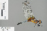  (Brachydiplax - RMNH.INS.503867)  @15 [ ] CreativeCommons - Attribution Non-Commercial Share-Alike (2013) Unspecified Naturalis Biodiversity Center