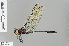  ( - RMNH.INS.503879)  @11 [ ] CreativeCommons - Attribution Non-Commercial Share-Alike (2013) Unspecified Naturalis Biodiversity Center