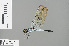  ( - RMNH.INS.503881)  @14 [ ] CreativeCommons - Attribution Non-Commercial Share-Alike (2013) Unspecified Naturalis Biodiversity Center
