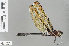  ( - RMNH.INS.503892)  @11 [ ] CreativeCommons - Attribution Non-Commercial Share-Alike (2013) Unspecified Naturalis Biodiversity Center