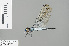  ( - RMNH.INS.503897)  @14 [ ] CreativeCommons - Attribution Non-Commercial Share-Alike (2013) Unspecified Naturalis Biodiversity Center