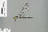  ( - RMNH.INS.503898)  @13 [ ] CreativeCommons - Attribution Non-Commercial Share-Alike (2013) Unspecified Naturalis Biodiversity Center