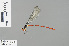  (Calicnemia chaseni - RMNH.INS.503929)  @13 [ ] CreativeCommons - Attribution Non-Commercial Share-Alike (2013) Unspecified Naturalis Biodiversity Center