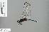  ( - RMNH.INS.503943)  @11 [ ] CreativeCommons - Attribution Non-Commercial Share-Alike (2013) Unspecified Naturalis Biodiversity Center
