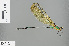  (Vestalis gracilis - RMNH.INS.503947)  @14 [ ] CreativeCommons - Attribution Non-Commercial Share-Alike (2013) Unspecified Naturalis Biodiversity Center
