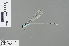  (Pseudagrion australasiae - RMNH.INS.503948)  @14 [ ] CreativeCommons - Attribution Non-Commercial Share-Alike (2013) Unspecified Naturalis Biodiversity Center