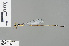  ( - RMNH.INS.503954)  @13 [ ] CreativeCommons - Attribution Non-Commercial Share-Alike (2013) Unspecified Naturalis Biodiversity Center
