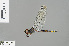  ( - RMNH.INS.503957)  @14 [ ] CreativeCommons - Attribution Non-Commercial Share-Alike (2013) Unspecified Naturalis Biodiversity Center