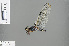  ( - RMNH.INS.503962)  @12 [ ] CreativeCommons - Attribution Non-Commercial Share-Alike (2013) Unspecified Naturalis Biodiversity Center