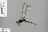  ( - RMNH.INS.503969)  @11 [ ] CreativeCommons - Attribution Non-Commercial Share-Alike (2013) Unspecified Naturalis Biodiversity Center